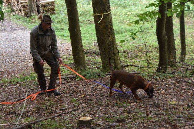 Hundepräsentation 2020